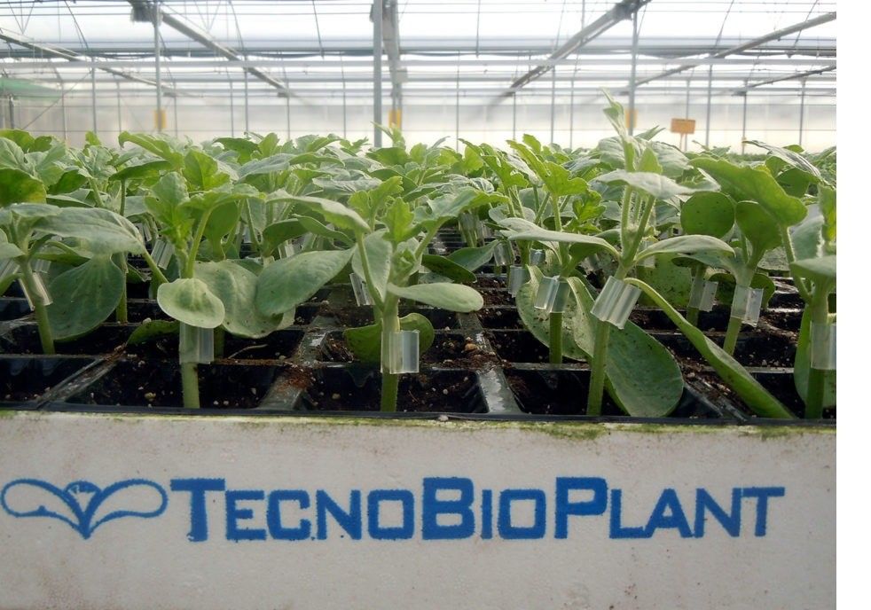 Tecnobioplant pone a disposición del agricultor su experiencia y buen hacer para la nueva campaña de sandía