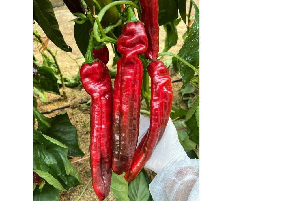 Dellisi F1 y Benji F1: los pimientos dulce italiano rojo y verde resistentes a oídio de ISI Sementi