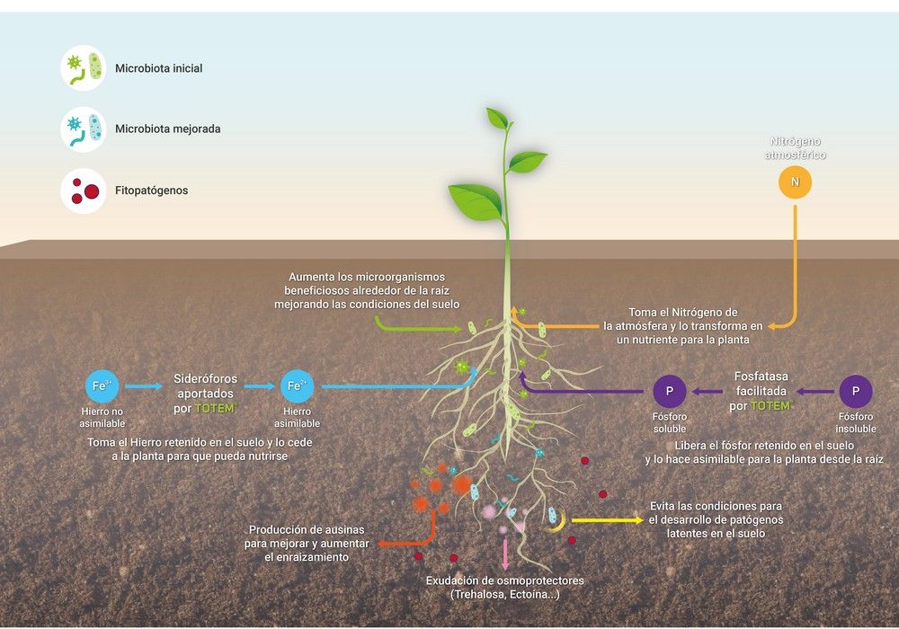 Los microorganismos extremófilos frente al cambio climático