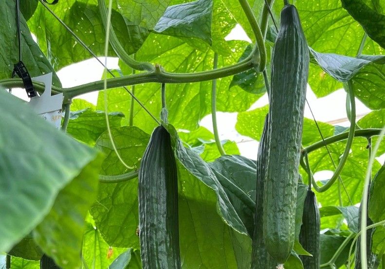 Herogra Fertilizantes da las claves para una fertilización eficaz del cultivo de pepino en invernadero