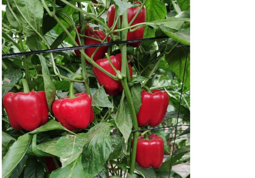 Origene Seeds evoluciona en su programa de California rojo para ciclos medio y tardío: MAKNATE
