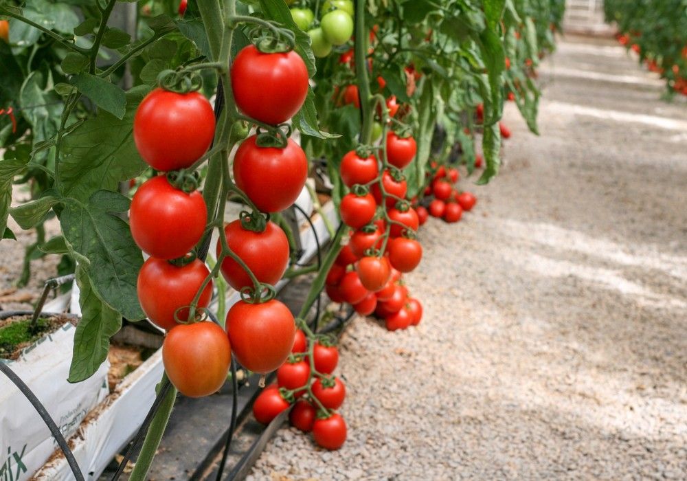 CapGen Seeds se consolida dentro de las empresas de semillas, ganando notoriedad y presencia en el mercado