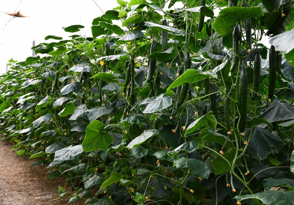 Otoño ‘demoledor’ con los pepinos Siriana y Viggo de Syngenta
