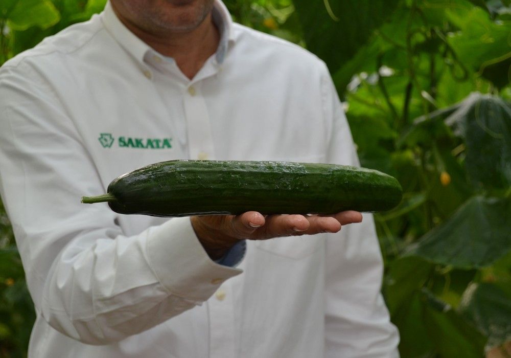 Sakata adquiere Sana Seeds Impulso a la I+D y a la actividad empresarial del pepino  en la región EMEA