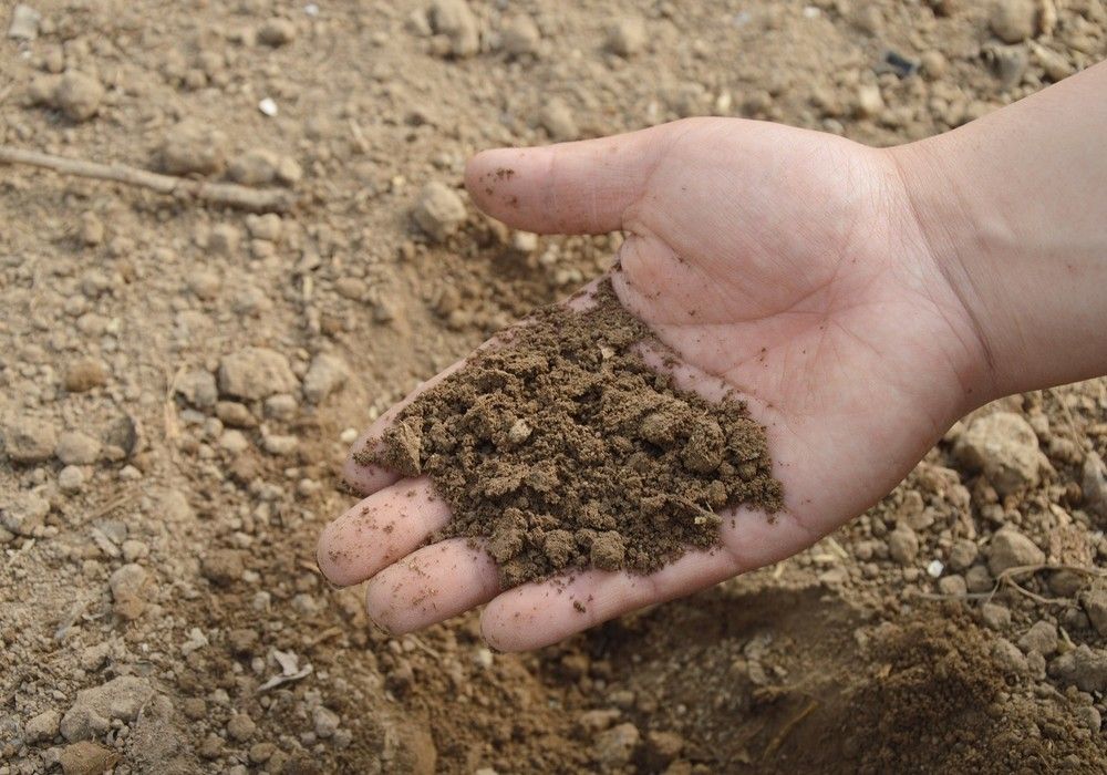 Los nuevos pagos de las ayudas por el encarecimiento de los fertilizantes alcanzan ya más de 291 millones de euros
