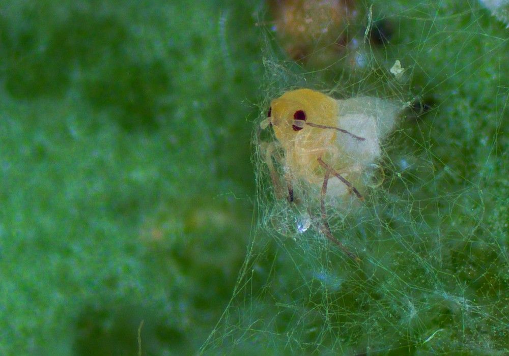 Mycotal®, el bioinsecticida más agresivo contra la mosca blanca
