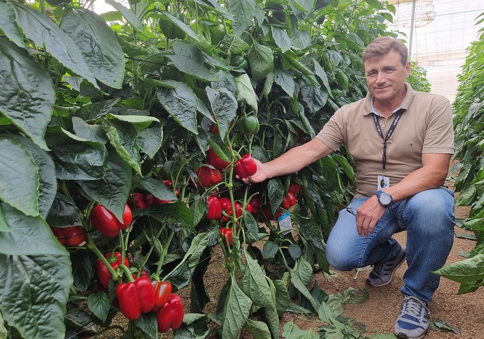 Norris y Arconte, los pimientos California rojos con alta calidad de fruto y cuaje en temprano