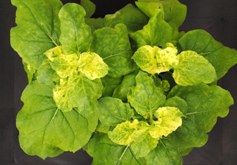 Crean nuevos tratamientos para inactivar genes de plantas de forma selectiva, continuada y no transgénica