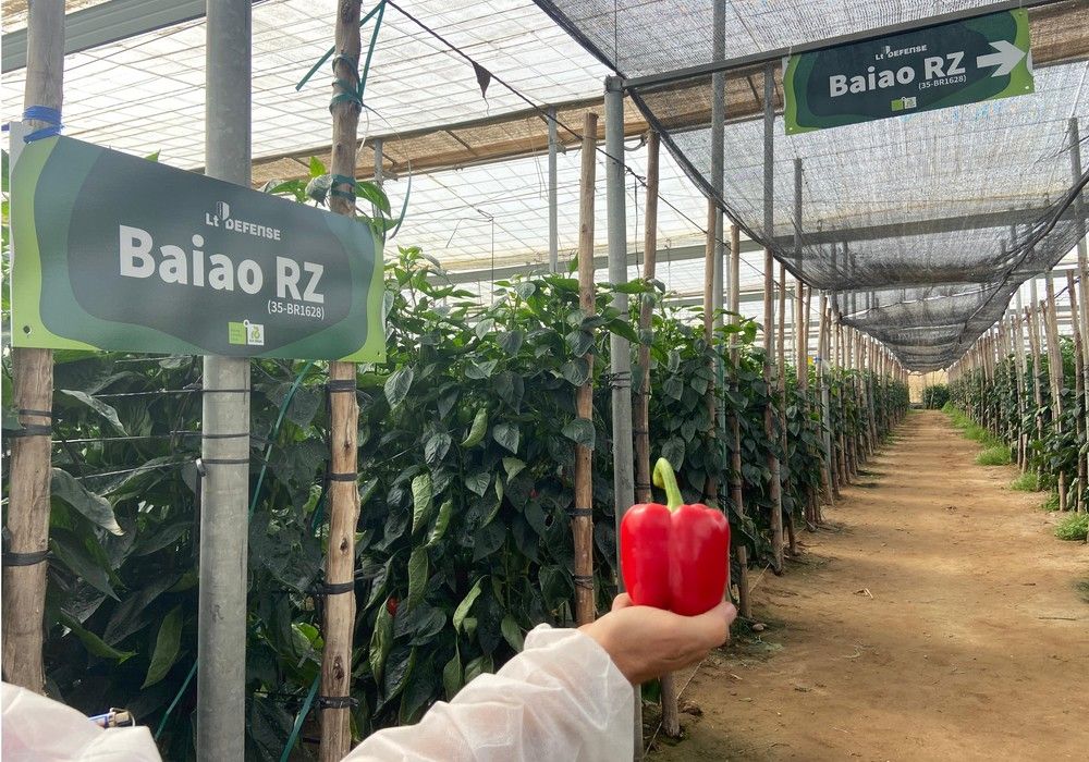 Rijk Zwaan presenta Baiao RZ, máxima resistencia a oídio con fruta de elevada calidad