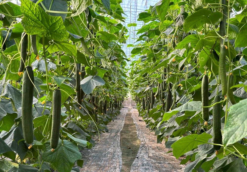Los productores de Almería destacan la calidad, producción y resistencia a CGMMV de Nairobi