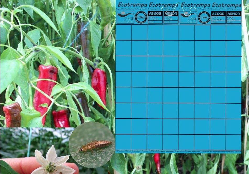 Las placas azules de Ecotrampa son el mejor aliado frente al Thrips parvispinus