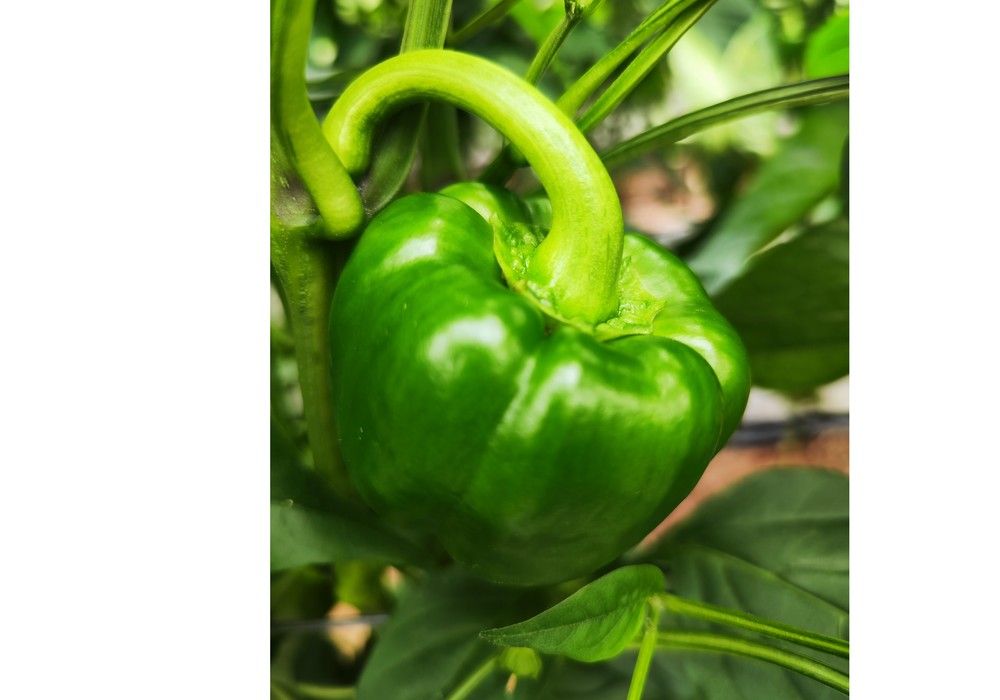 Mejora genética en pimiento avanzada para protección contra plagas y enfermedades de Origene Seeds