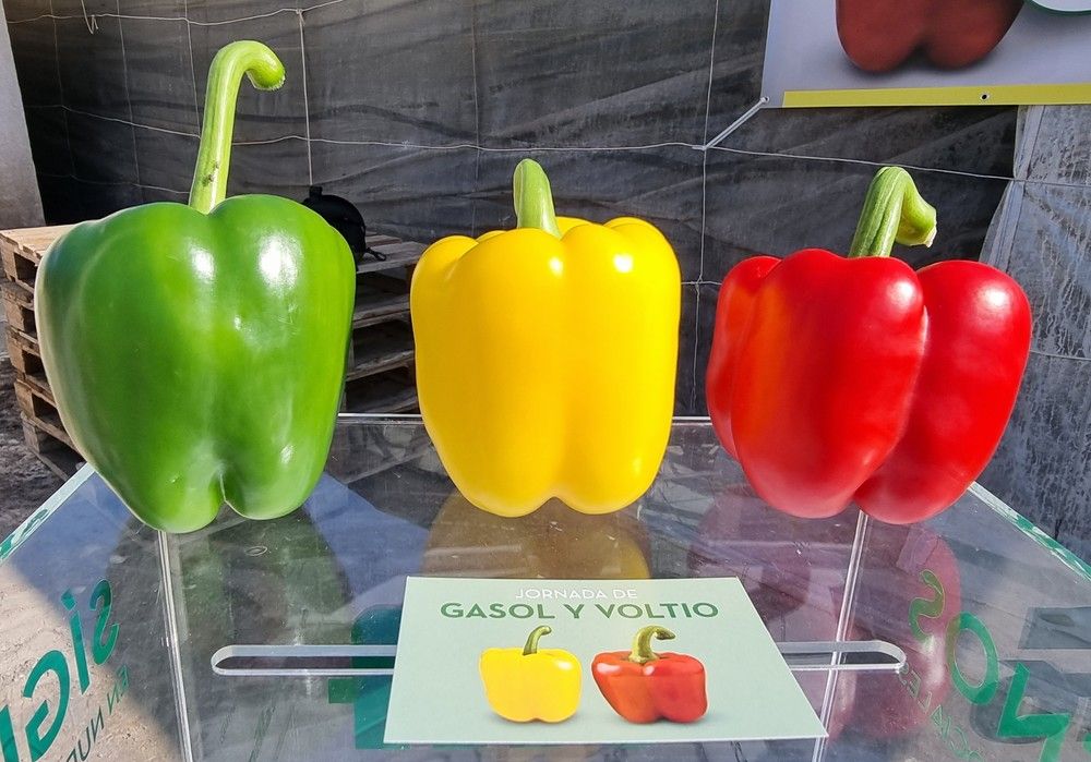 Semillas Fitó presenta VoLtio, el California rojo para cuajar con blanqueo, y Gasol, el amarillo de equilibrio perfecto entre planta y fruto