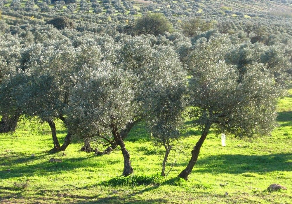 La Consejería de Agricultura abona el anticipo de la PAC de 2023 al sector agrario