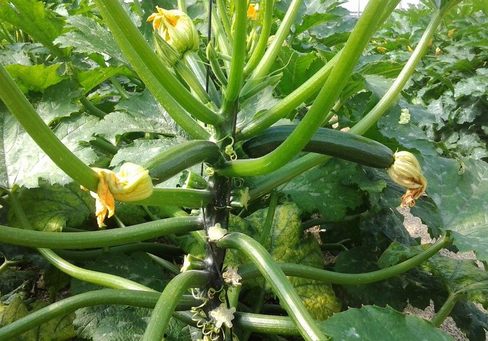 El descenso en la producción de berenjena, pepino y calabacín propicia mejores cotizaciones