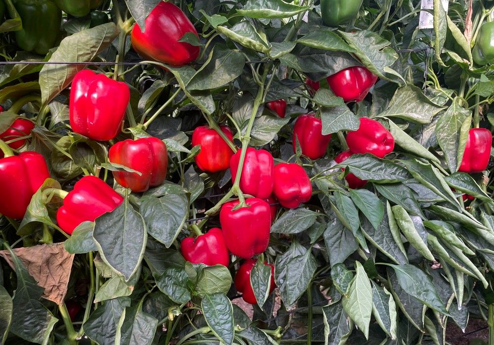 Syngenta muestra en Berja Bokken y Norris, sus pimientos California para temprano con excelente cuaje con calor