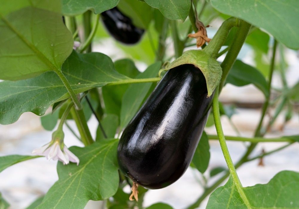 IQV Agro España desarrolla ARMETIL®, fungicida antimildiu sistémico para hortícolas