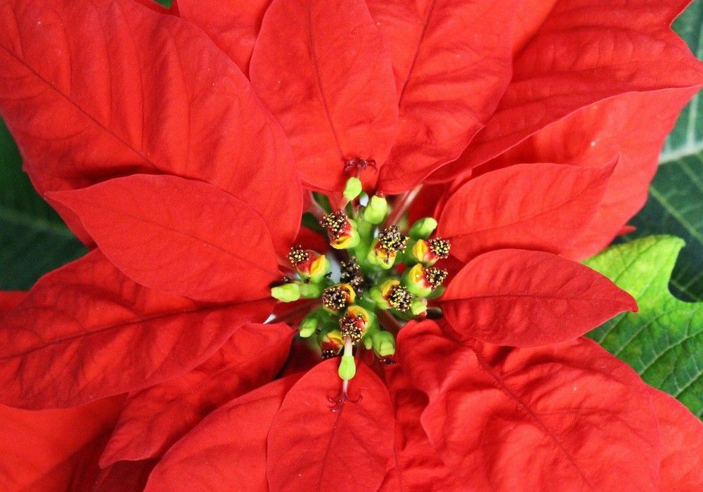 Los formatos más pequeños marcan tendencia en la campaña de Flor de Pascua de esta Navidad