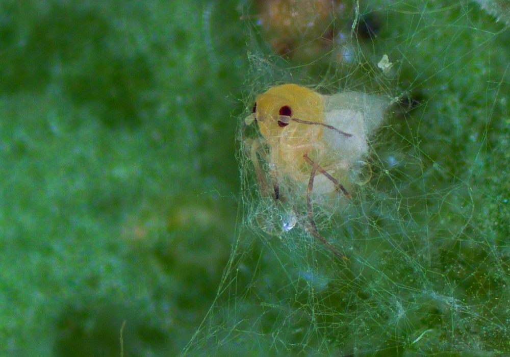Mycotal, el bioinsecticida contra mosca blanca que sigue activo cuando llega el frío