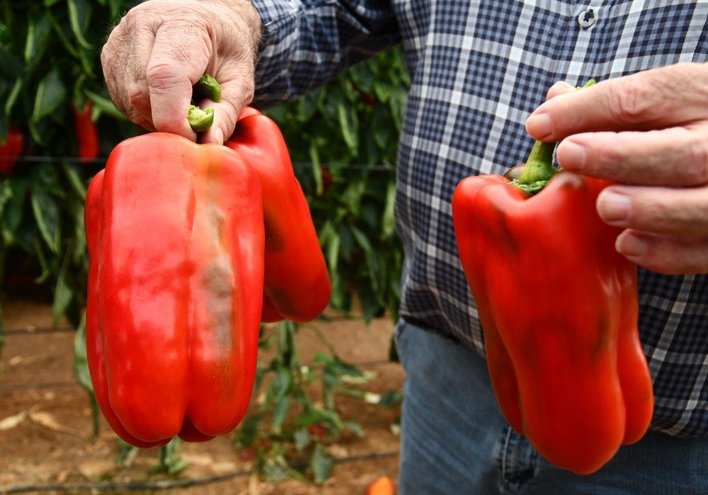HM.CLAUSE abre su línea de pimiento lamuyo con Gardel, con resistencia a oídio