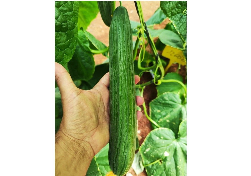 Origene Seeds presenta sus nuevos programas de desarrollo en pepino holandés