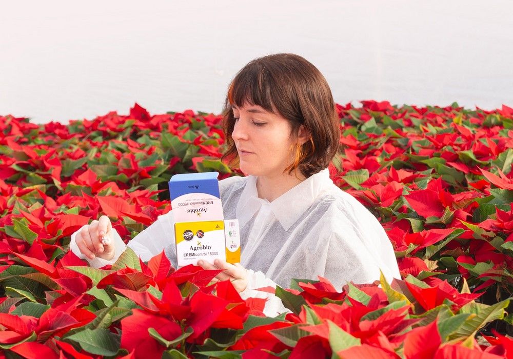 Agrobío implementa una nueva tecnología de control biológico en Poinsettia