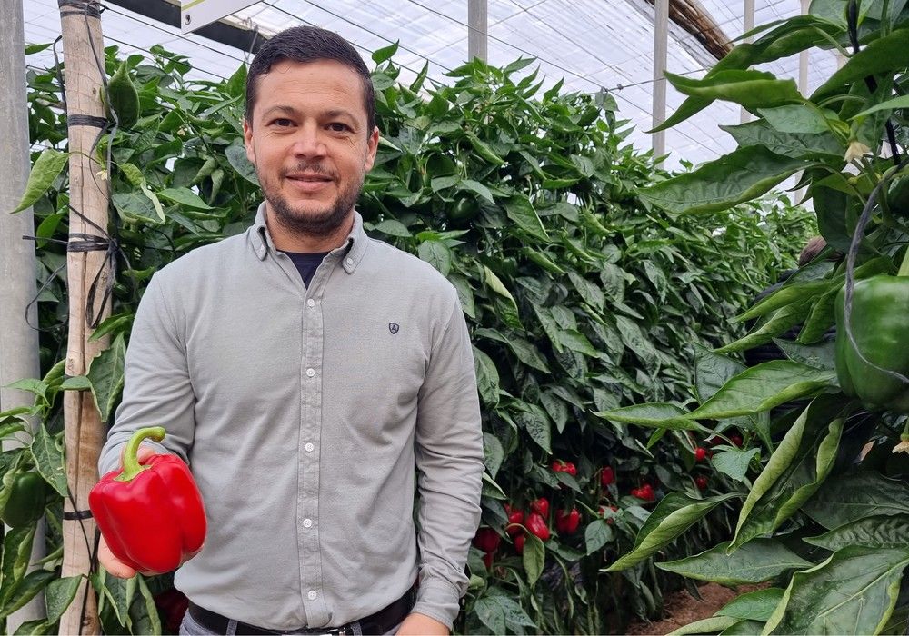 Los pimientos Arconte y Jason, calidad y producción con sello Syngenta para ciclo medio