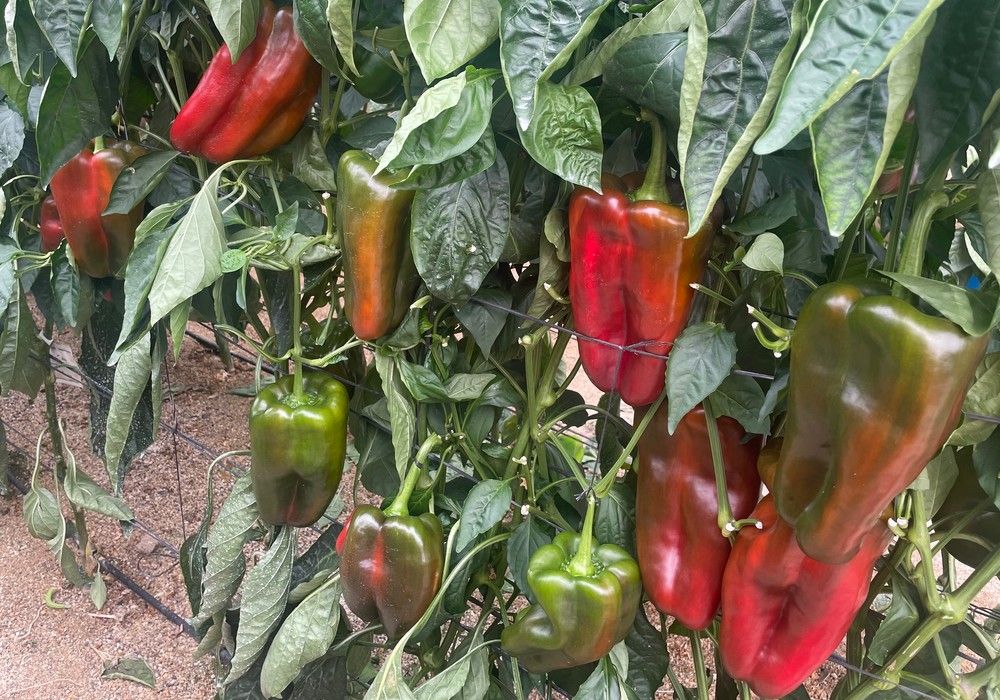 Ramiro Arnedo ‘saca músculo’ con Palomeque, su variedad de pimiento lamuyo