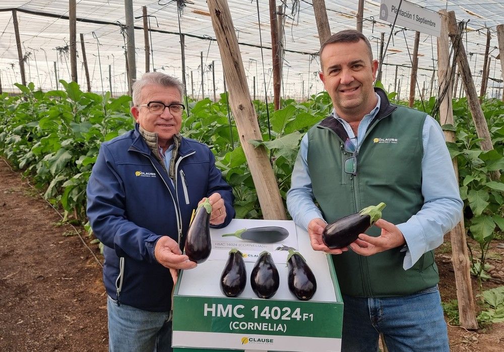 La innovación de HM.CLAUSE llega también al cultivo de berenjena con la variedad Cornelia