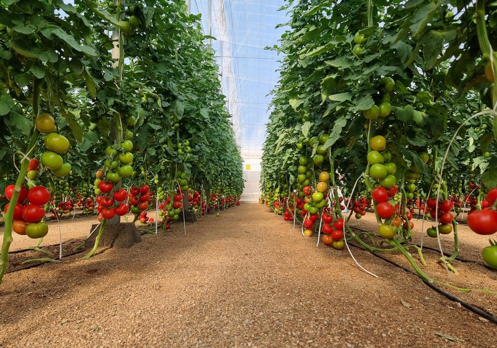 Syngenta presenta sus portainjertos y tomates rama y pera tipo Caniles con resistencia a ToBRFV