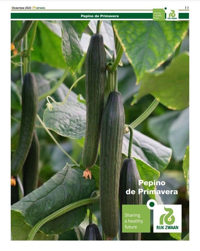 Diciembre 2023|| Especial Pepino de primavera de Rijk Zwaan
