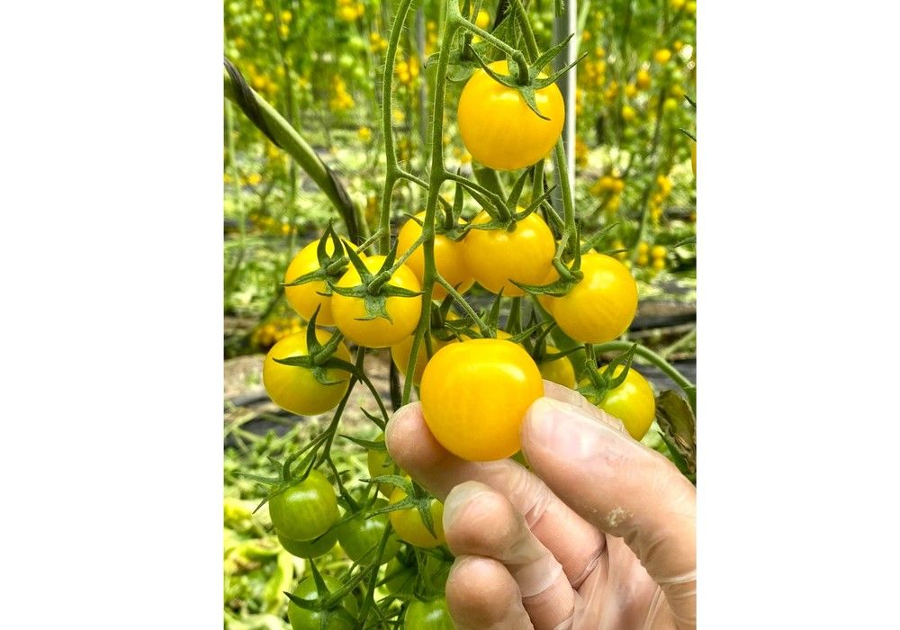 Arondir da la bienvenida a Kuniko, el cherry amarillo único de Top Seeds