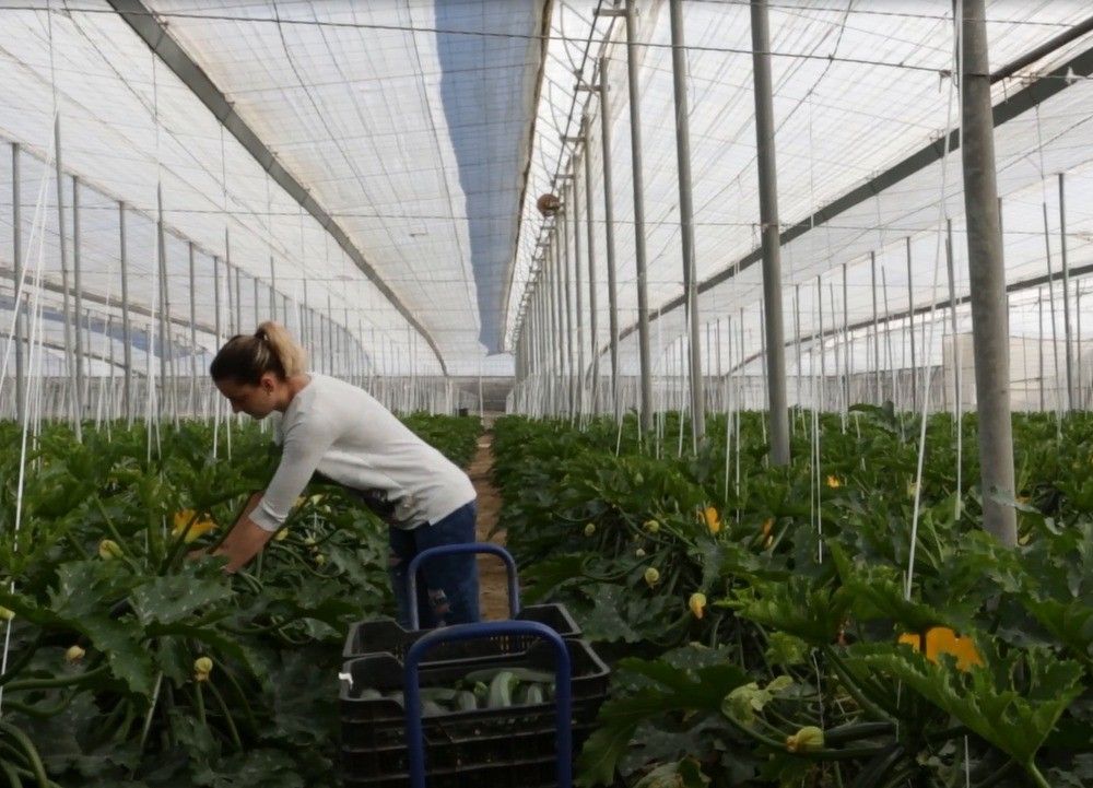 ASAJA-Almería destaca que una nueva subida del Salario Mínimo Interprofesional incrementará aún más los costes de producción agrarios