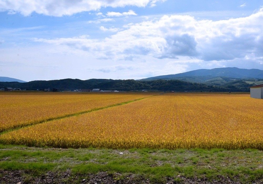 El Gobierno amplía el plazo para la concesión de ayudas al fomento de la competitividad, modernización y bioseguridad del sector agrario