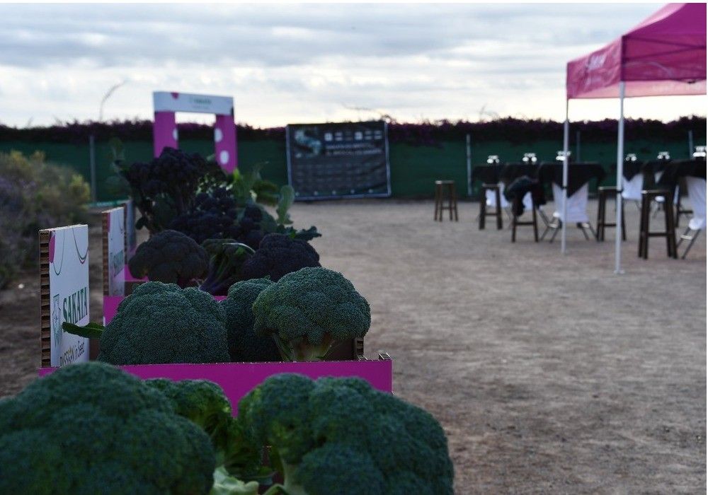 Los Winter Days de Sakata reúnen en campo a las grandes novedades del catálogo de brassicas