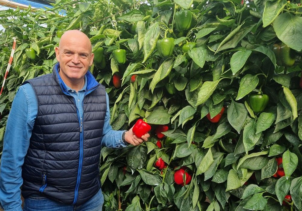 El pimiento tardío de Syngenta demuestra en unas jornadas las cualidades que lo hacen líder