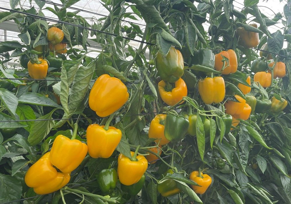 Ramiro Arnedo presenta Ambarino, el nuevo California amarillo con precocidad, calidad y producción