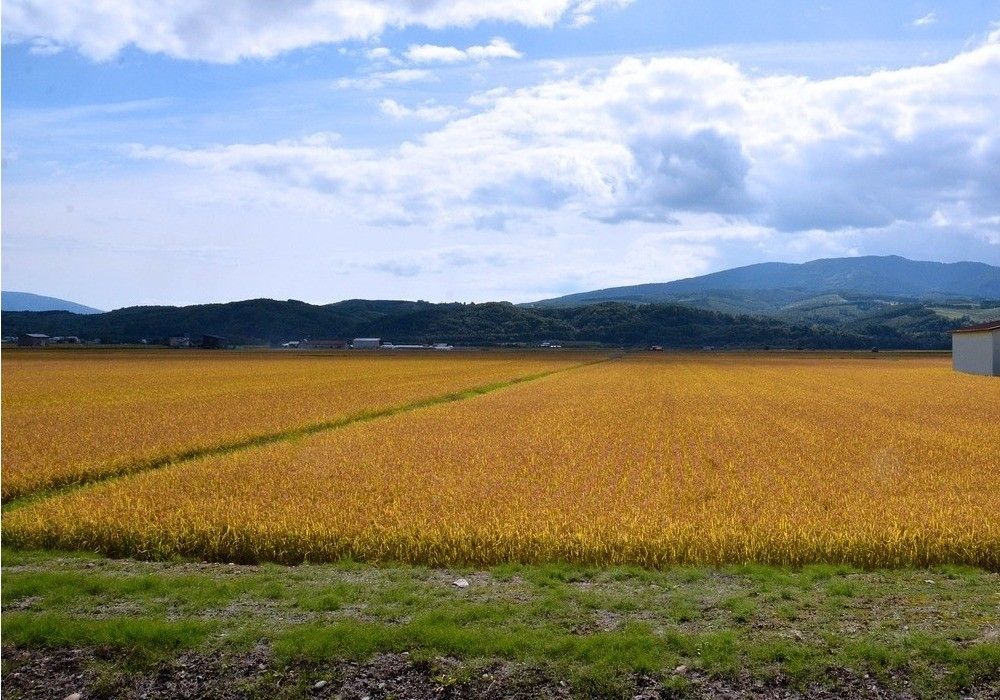El Gobierno introduce mejoras en la normativa que regula las organizaciones de productores de frutas y hortalizas