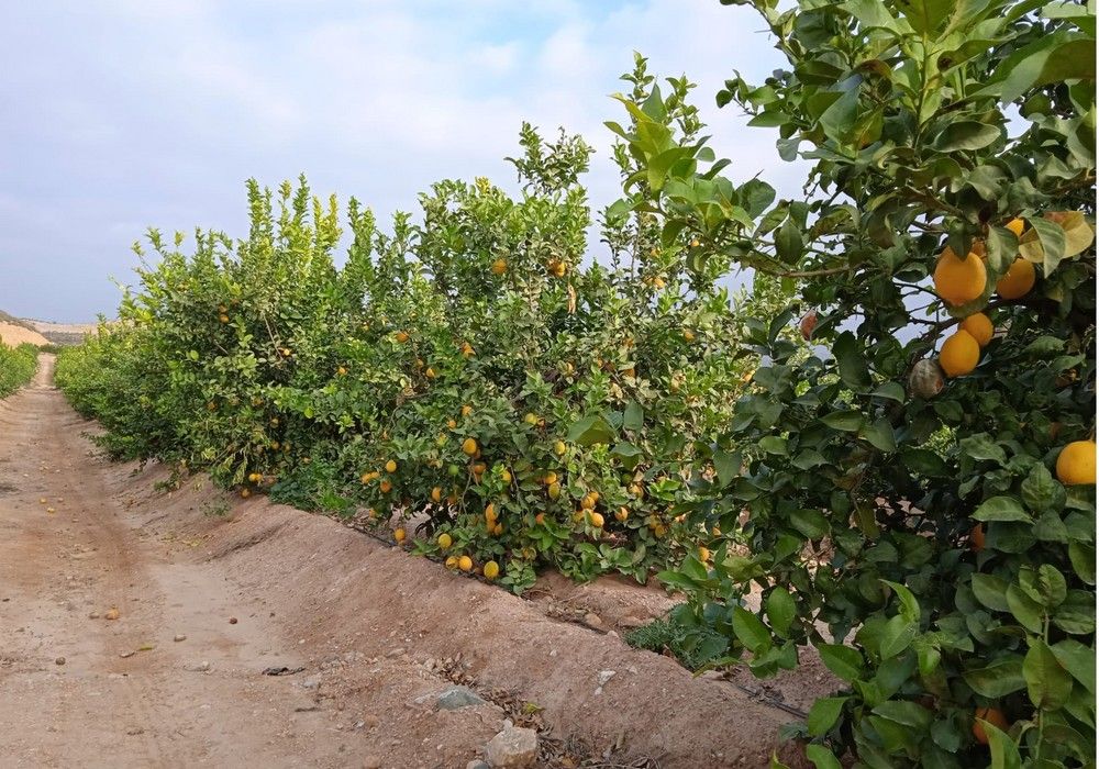 ASAJA Almería estima una caída del 5% de la producción de cítricos respecto a las previsiones iniciales