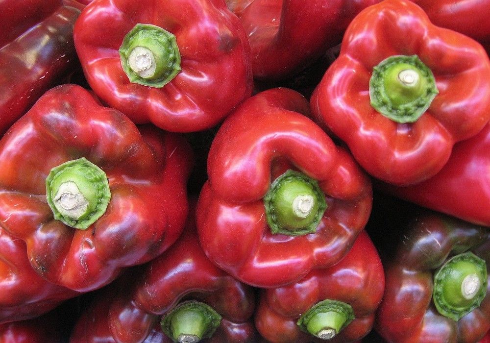 Logran reabrir el mercado de EE UU para el pimiento almeriense
