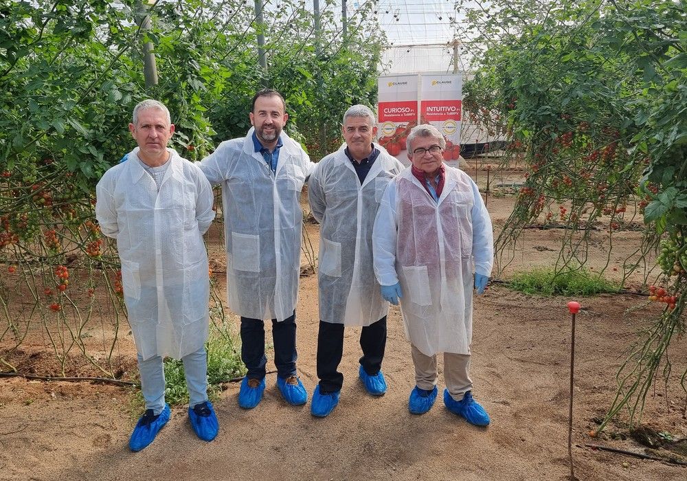 Los tomates cherry Intuitivo y Curioso muestran en Níjar su precocidad, resistencias y calidad de fruto