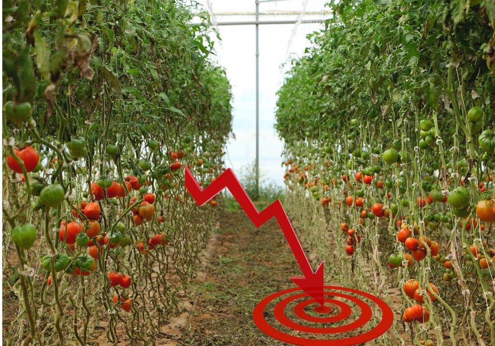 COAG Almería alerta de una bajada generalizada de los precios en hortícolas, en plena campaña