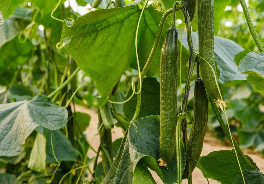 Sakata presenta Metric, el nuevo pepino ‘brillante en resistencias’