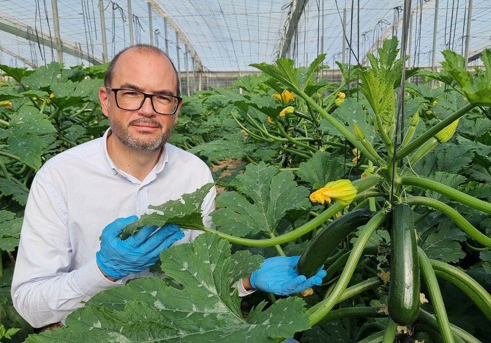 Syngenta pone en el mercado tres nuevos calabacines contra el virus de Nueva Delhi