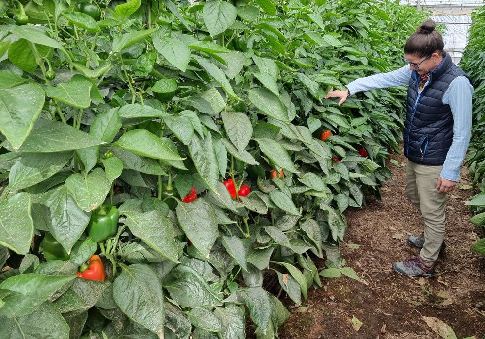 España mantiene la misma superficie de frutas y hortalizas en los últimos diez años