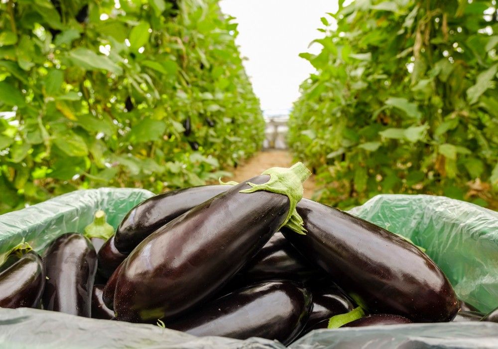 HORTYFRUTA activa la Extensión de Norma de Calidad para berenjena larga/negra