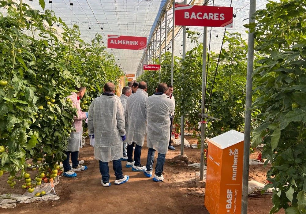 BASF | Nunhems prepara el ‘campo de batalla’ contra el rugoso