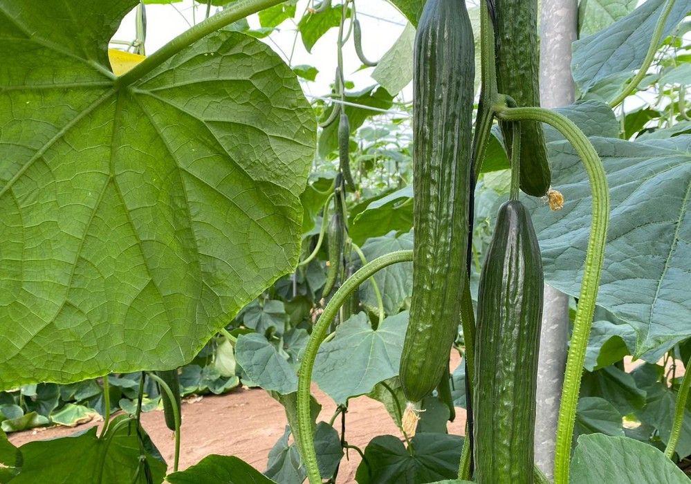 Tomate y el pepino Almería, los más afectados por la bajada de cotizaciones de este enero