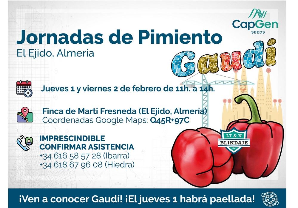 Conoce Gaudí, el pimiento california para tardío de CapGen Seeds con blindaje contra el oídio y nemátodos