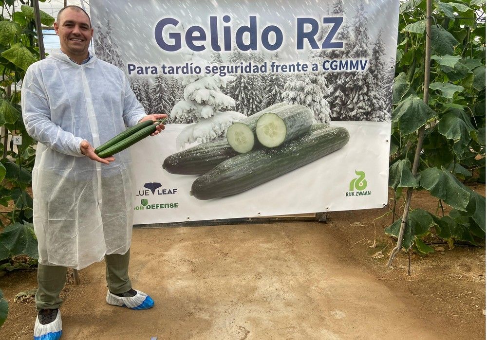 Rijk Zwaan aporta seguridad en tardío frente al CGMMV con Gelido RZ, el nuevo pepino holandés del concepto blueleaf